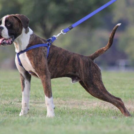 Classic Step In Dog Harness Reflective Small for wholesale by Rogz USA