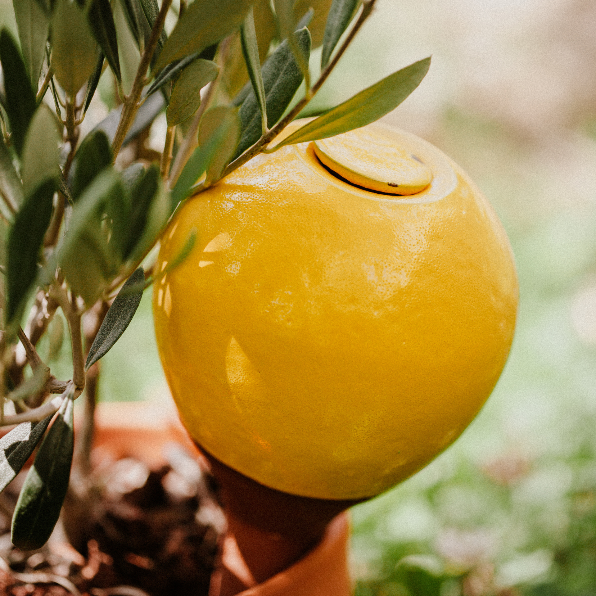 Poterie lutton - Wholesale Plant Pot - Mini Ollas to plant11