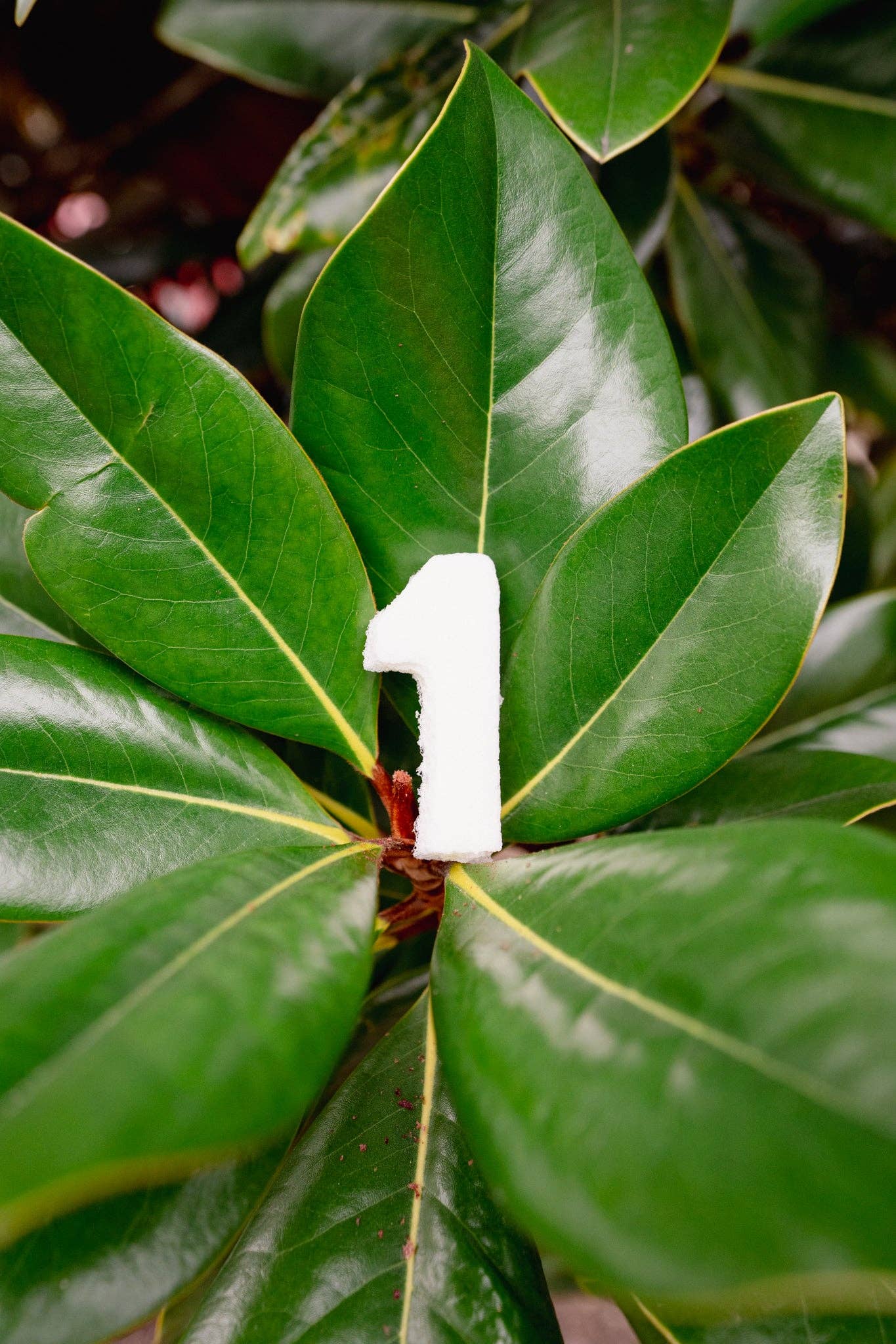 Love Liparu - Wholesale Pet Treats - Dog - MARSHMALLOW NUMBER | Freeze-Dried Dog + Cat Treat2