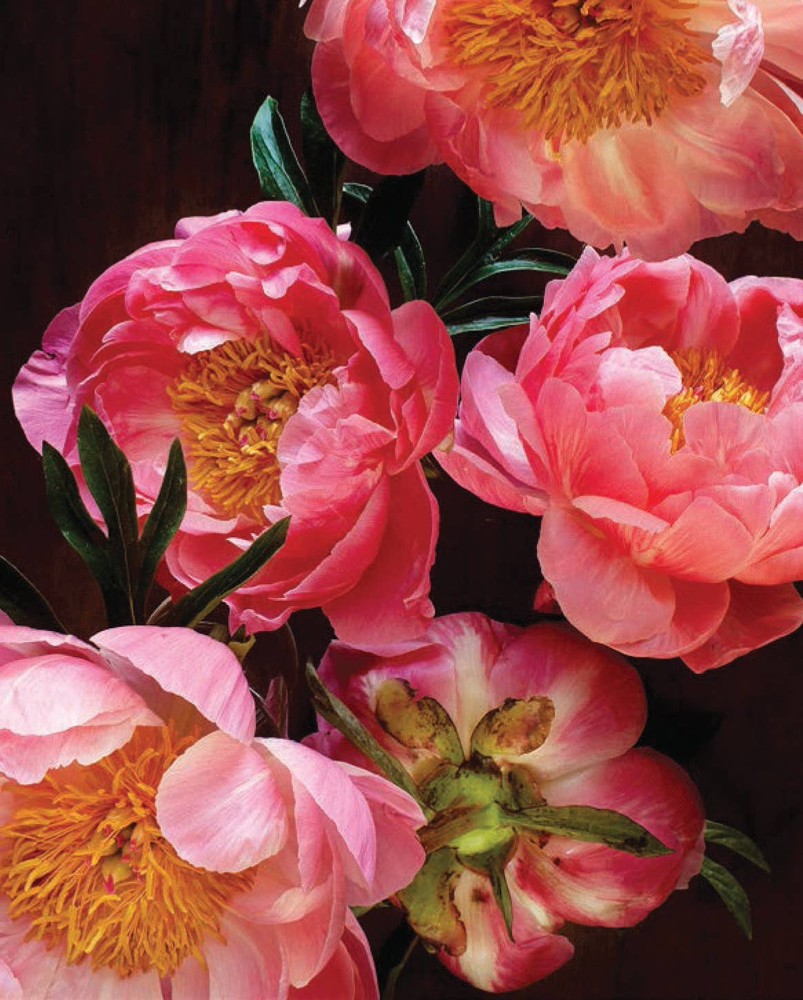 Chronicle Books - Wholesale Stationery/Notecard Set - Pretty Peonies4
