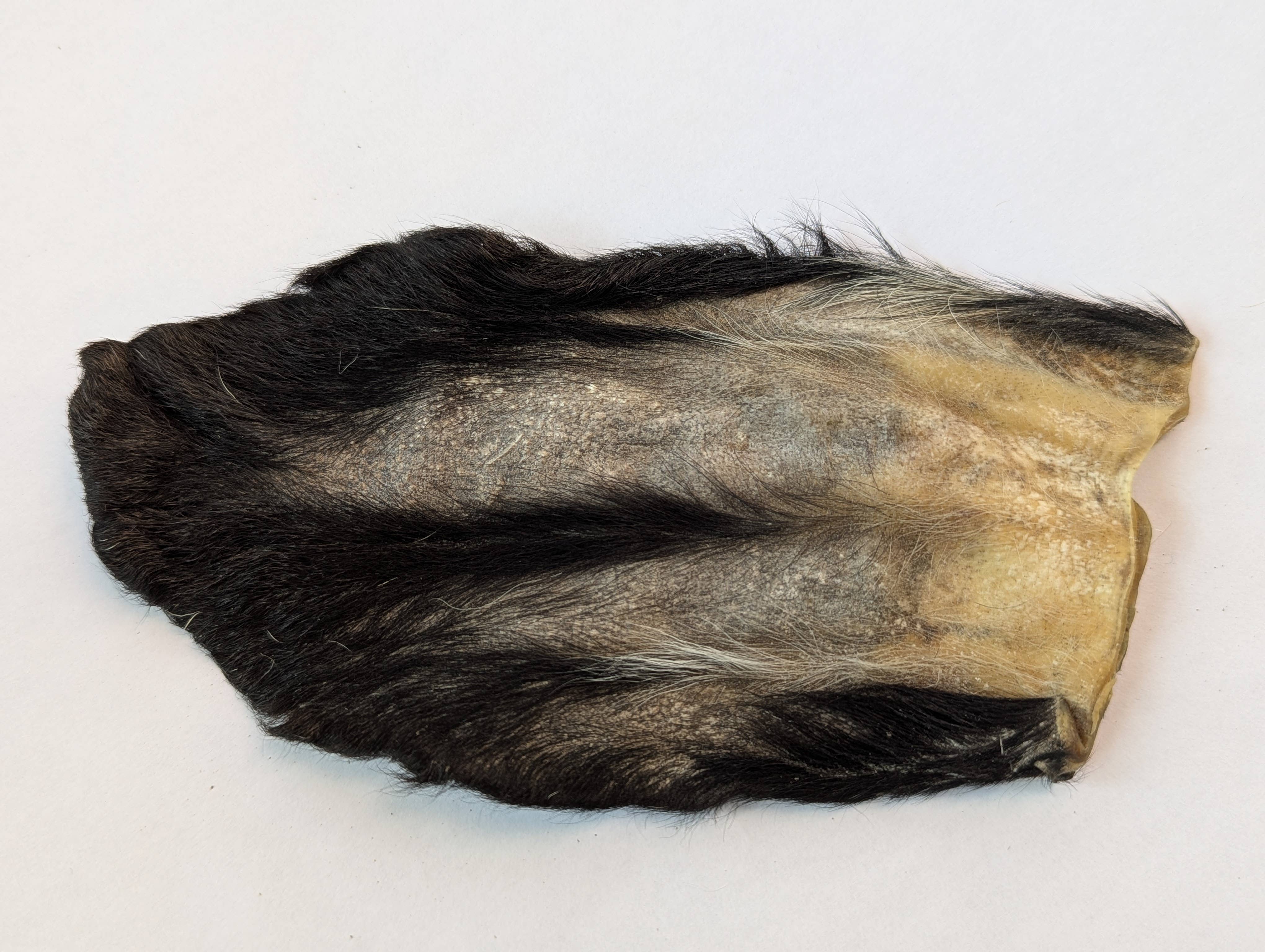 QT Dog, LLC - Wholesale Pet Bone/Rawhide - Dog - Goat Hearz - Hairy Goat Ears - 50pcs Bulk2