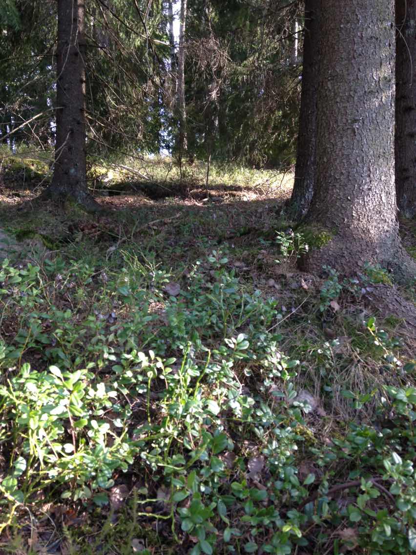 Nordic native pristine - Vente Supplément oral/vitamine - Méga vitamine pour les yeux à la myrtille18