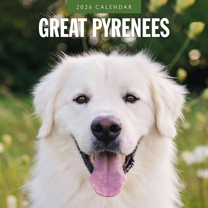 Red Robin 2026 Great Pyrenees Monthly Wall Calendar for wholesale by MiddleGift