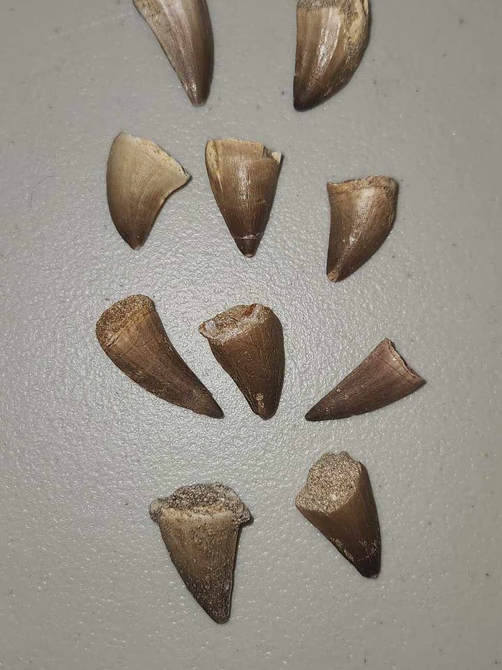 Mosasaur Teeth for wholesale by Midnight,Moonlight & Magick