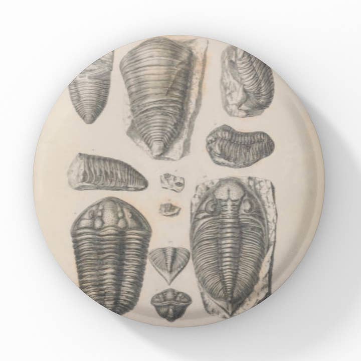 Trilobite Fossil Pin Button, Fossil Keychain, Fossil Magnet for wholesale by NatureCuts