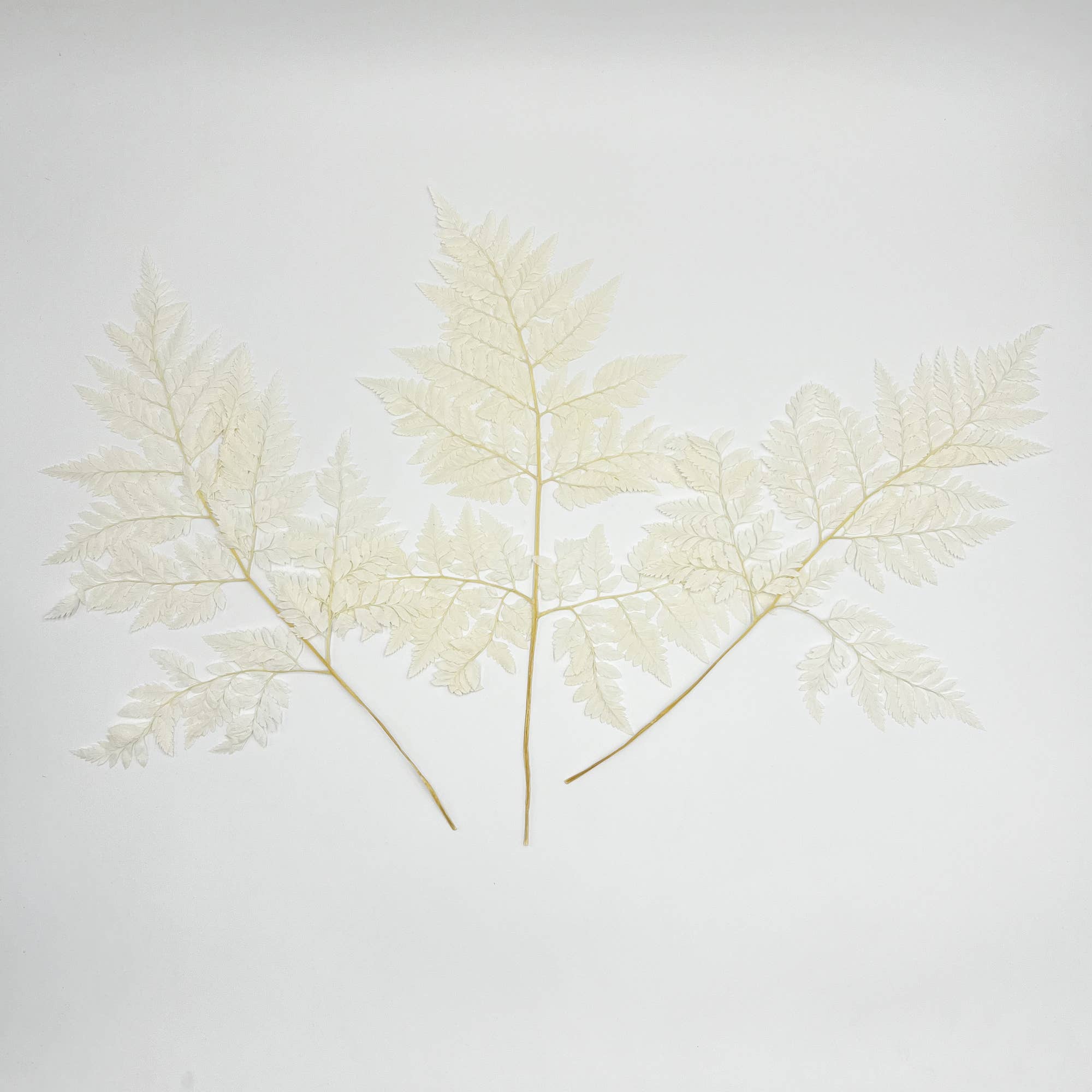 2626 Designs - Vente Fleur séchée/pressée - Fougère Davallia Mariesii séchée et préservée8