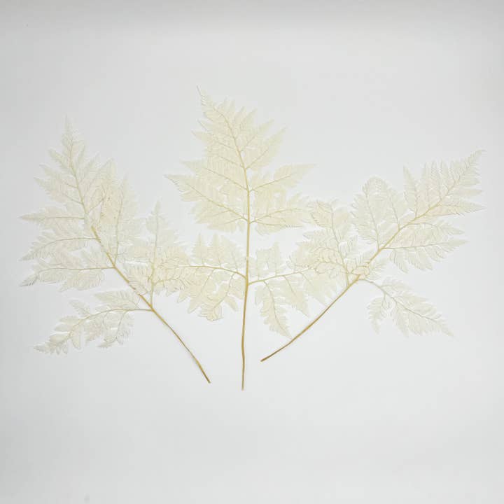 2626 Designs - Vente Fleur séchée/pressée - Fougère Davallia Mariesii séchée et préservée8