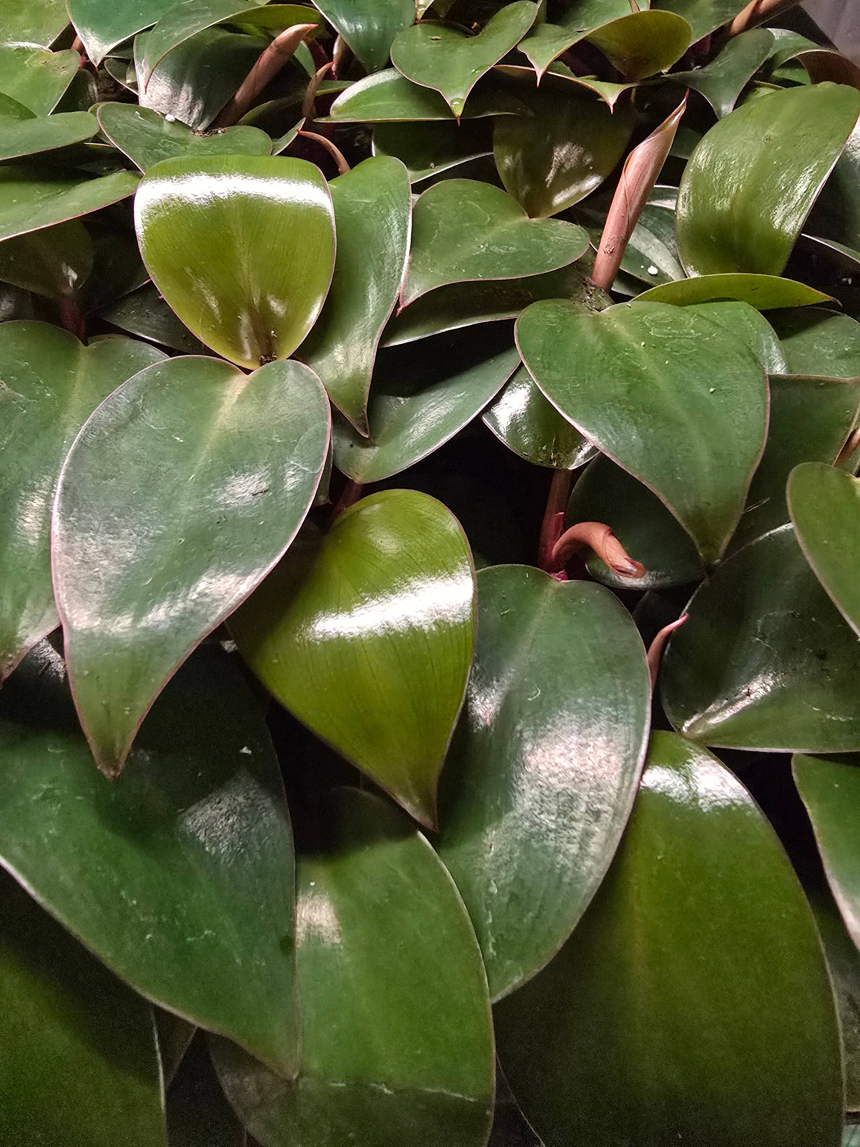 Dick's Sticks and Exotics - Wholesale Live Plant - Philodendron Only Growers Choice Bundle. 2-3 inch starters3