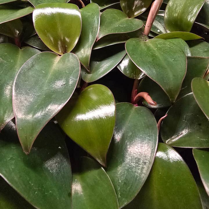 Dick's Sticks and Exotics - Wholesale Live Plant - Philodendron Only Growers Choice Bundle. 2-3 inch starters3