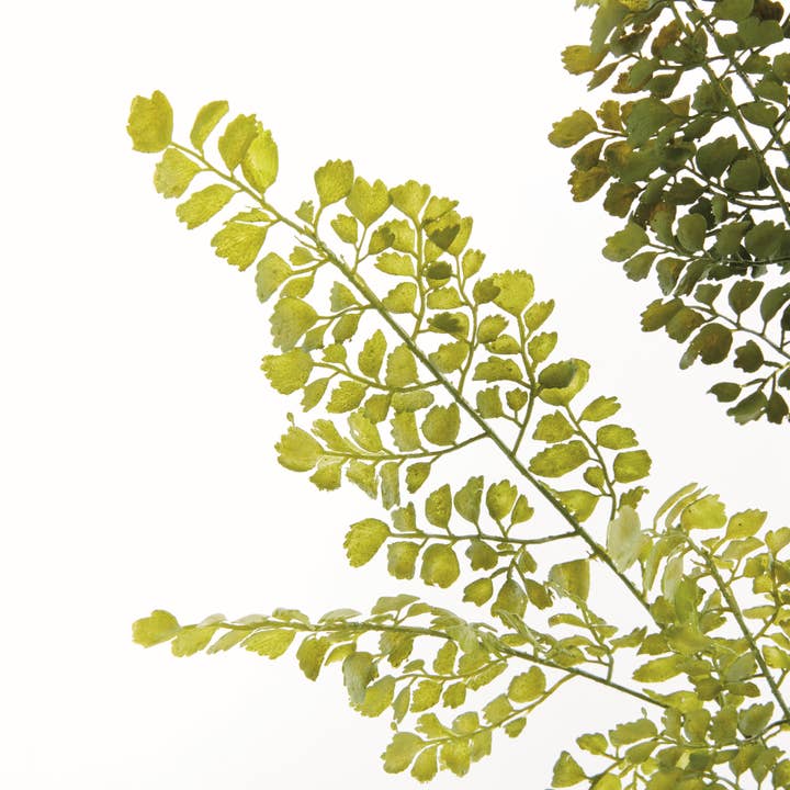 Napa Home & Garden - Wholesale Artificial Plant - Maidenhair Faux Fern Stem