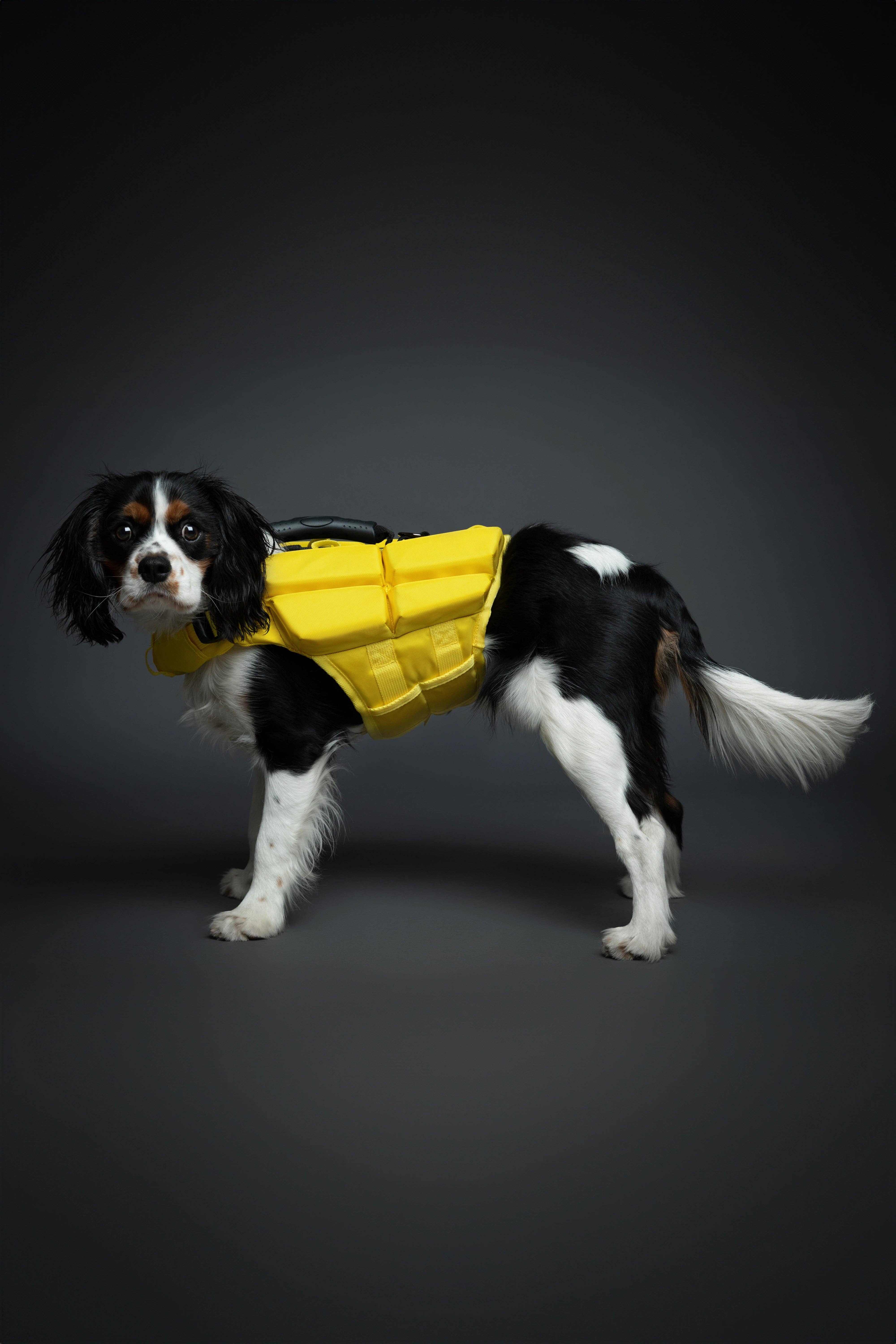 NOAH AND PAW LLC – Großhandel Haustierjacke – Hund – Human Standards Hundeschwimmweste mit 4-facher Schaumpolsterung für maximale Auftriebskraft – Gelb15