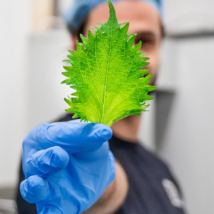 Full Circle - Wholesale Liqueur - Shiso Green 700 ml – Umami Liqueur from Shiso Leaves & Herbs2