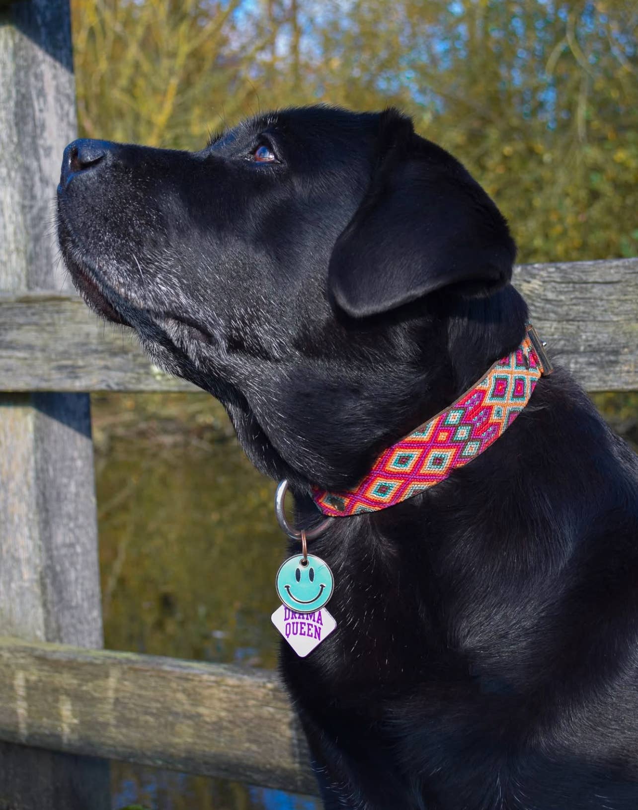 Freshwater Curated Goods - Venta al por mayor Chapa de identificación - Gatos y perros - Placa para mascotas Drama Queen en acrílico lavanda pastel3