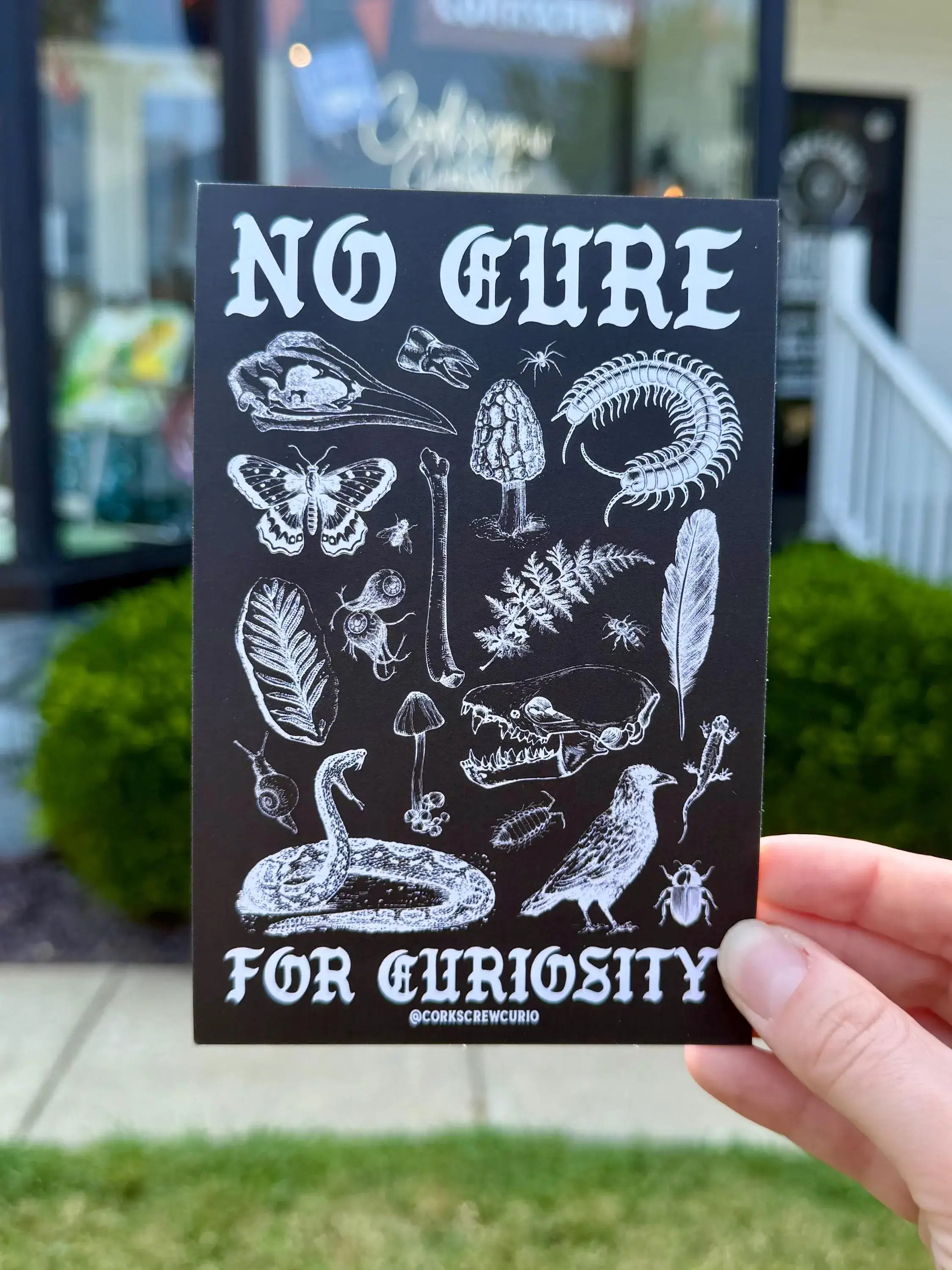 Corkscrew Curiosities - Wholesale Art Print - No Cure for Curiosity Art Print 4x62