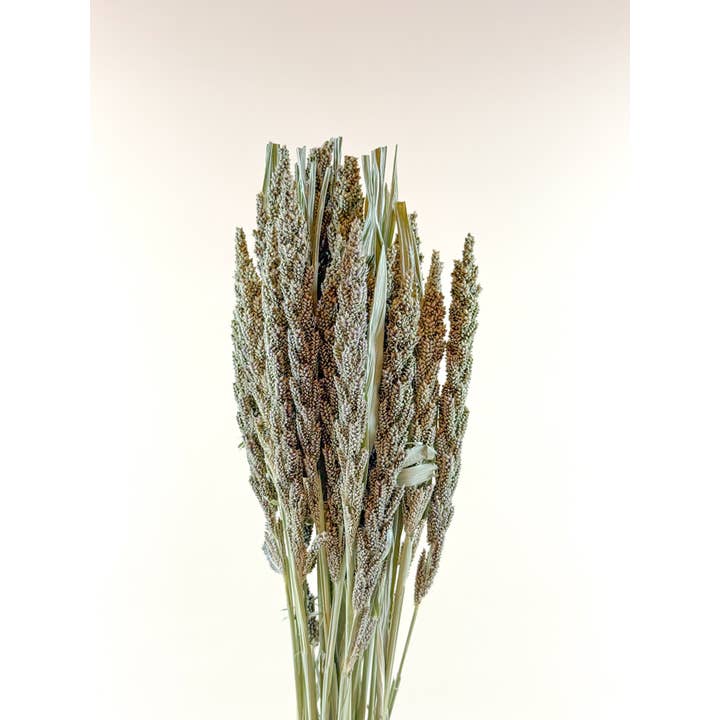 Lovejoy Farms Premium Dried Flowers - Wholesale Dried/Pressed Flowers - Tapestry Millet – Natural Dried Millet for Floral Design1