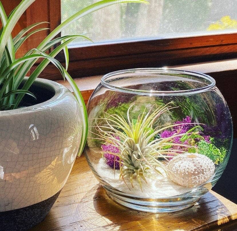 The Simply Crafty Shop - Wholesale Terrarium - Coastal Air Plant Terrarium Kit6