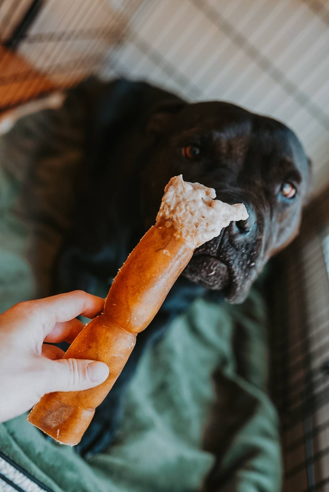 Litto Howler - Wholesale Pet Treats - Dog - Grass-Fed Beef Rawhide Roll | 8 Inches5