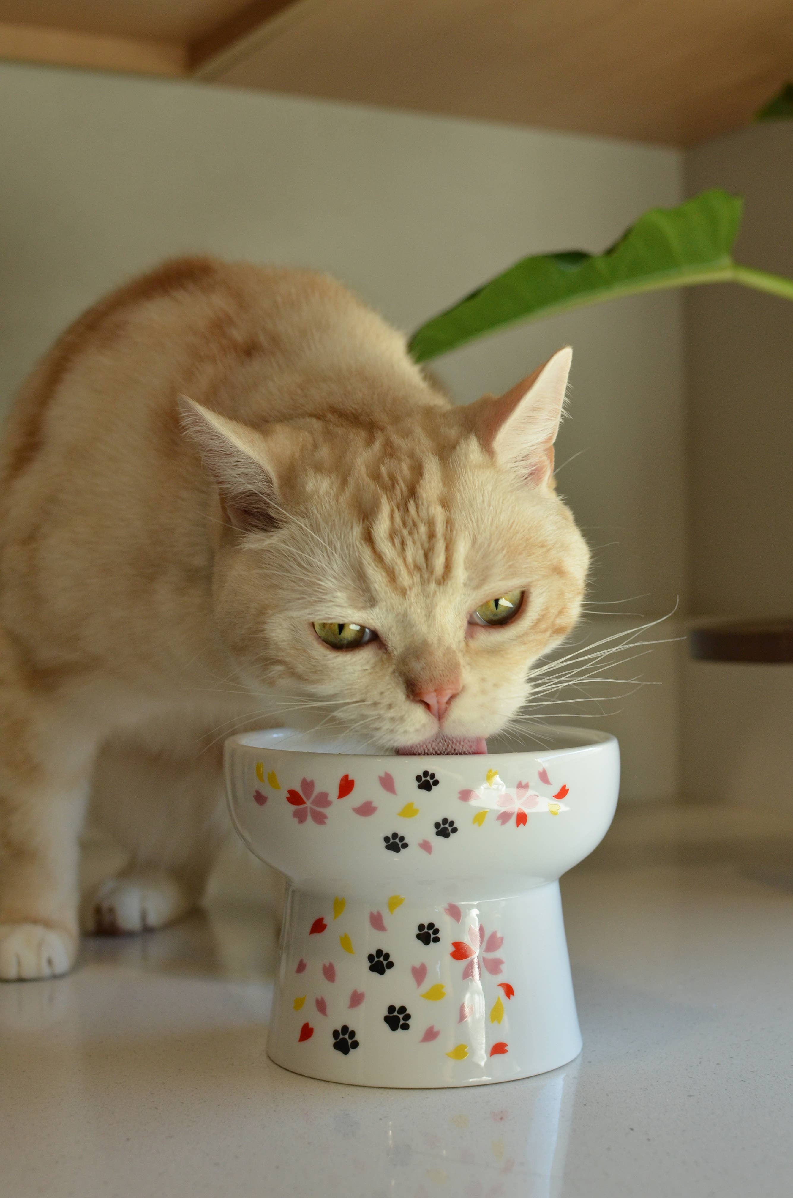 MOON-X USA, INC. - Vendita all'ingrosso Ciotola - Cani e gatti - Ciotola per acqua per gatti rialzata extra alta (edizione limitata Sakura)6