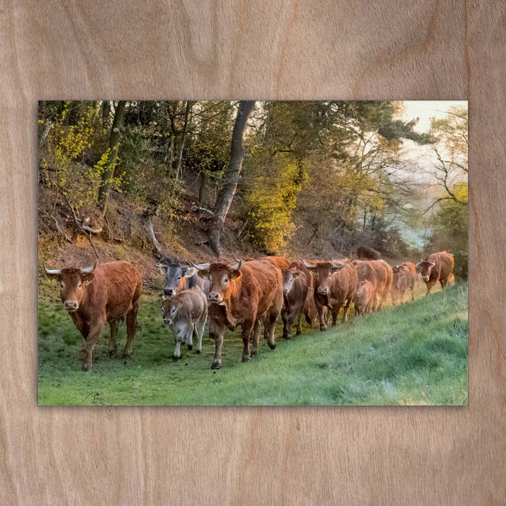 Ansichtkaart Eye0374 Herd Cow voor wholesale door eye-comm