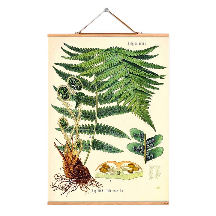 Scroll picture illustration # 097/Köhler/Spotted Fern for wholesale by Eicie