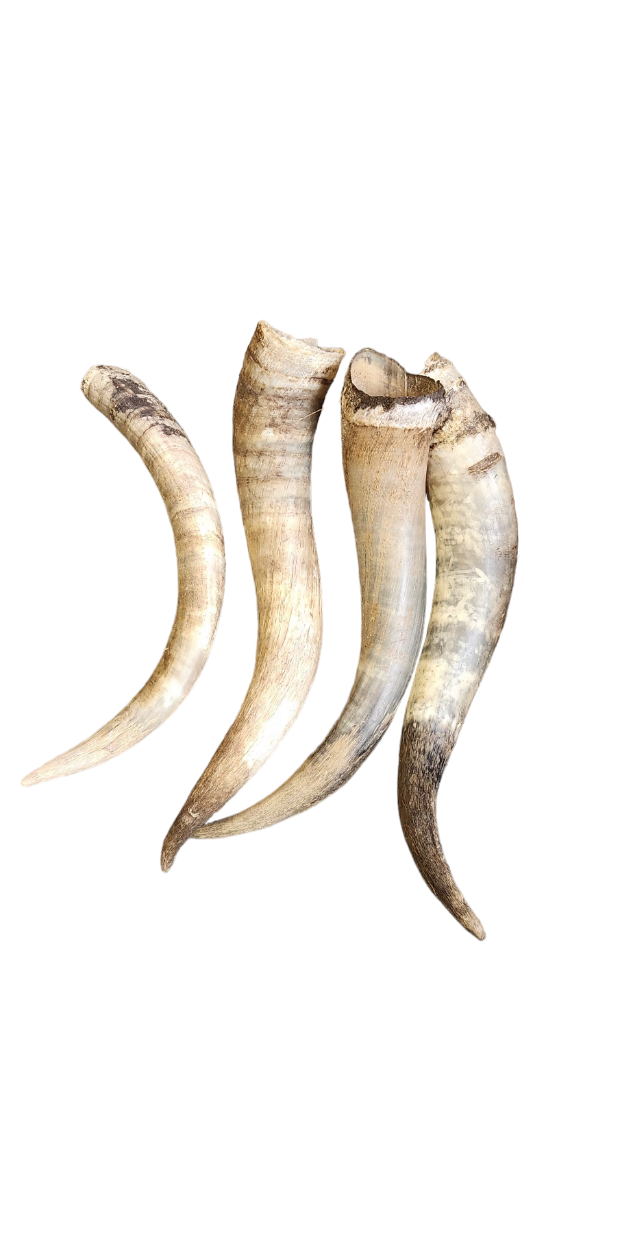 Luises Perez Imports LLC - Wholesale Wall Accent - Single Horns1