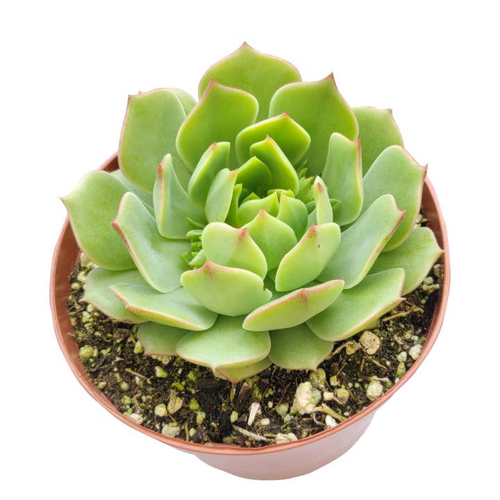 Best Plant Friend - Wholesale Succulent - Echeveria Ramillette - Live Green Succulents 2/4 inch Pot1