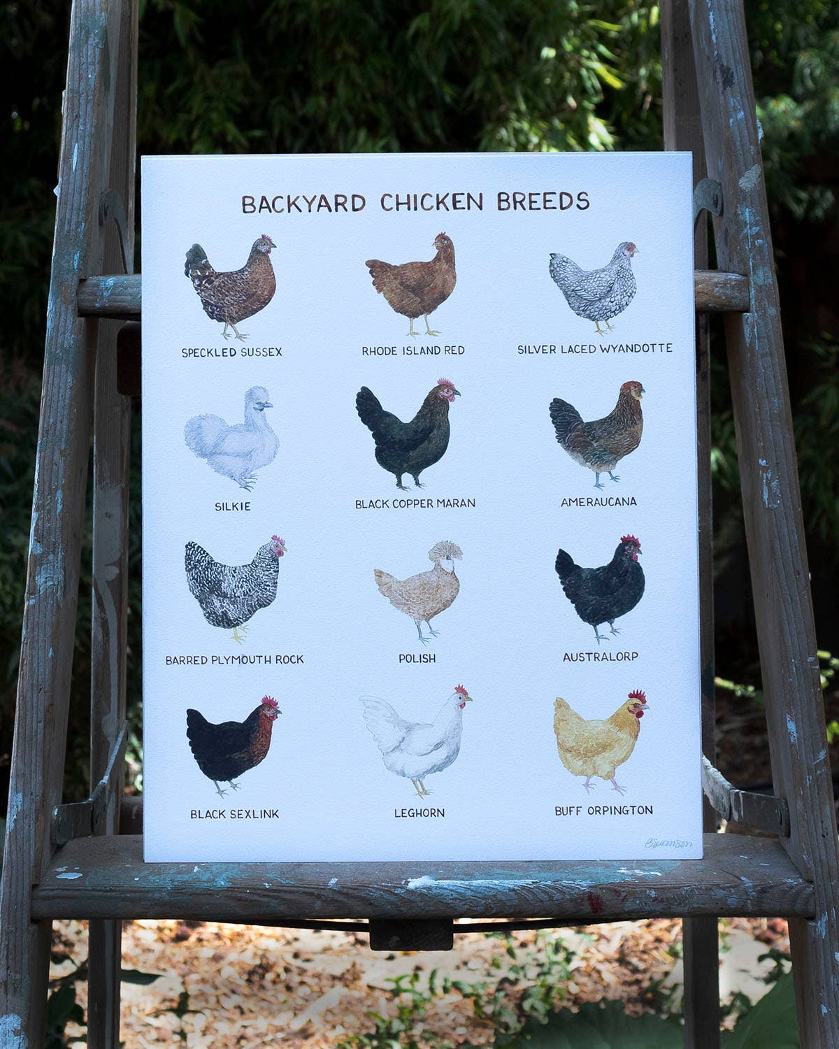 Yardia - Wholesale Art Print - Backyard Chicken Breeds - 11" x 14" Hens Art Print2