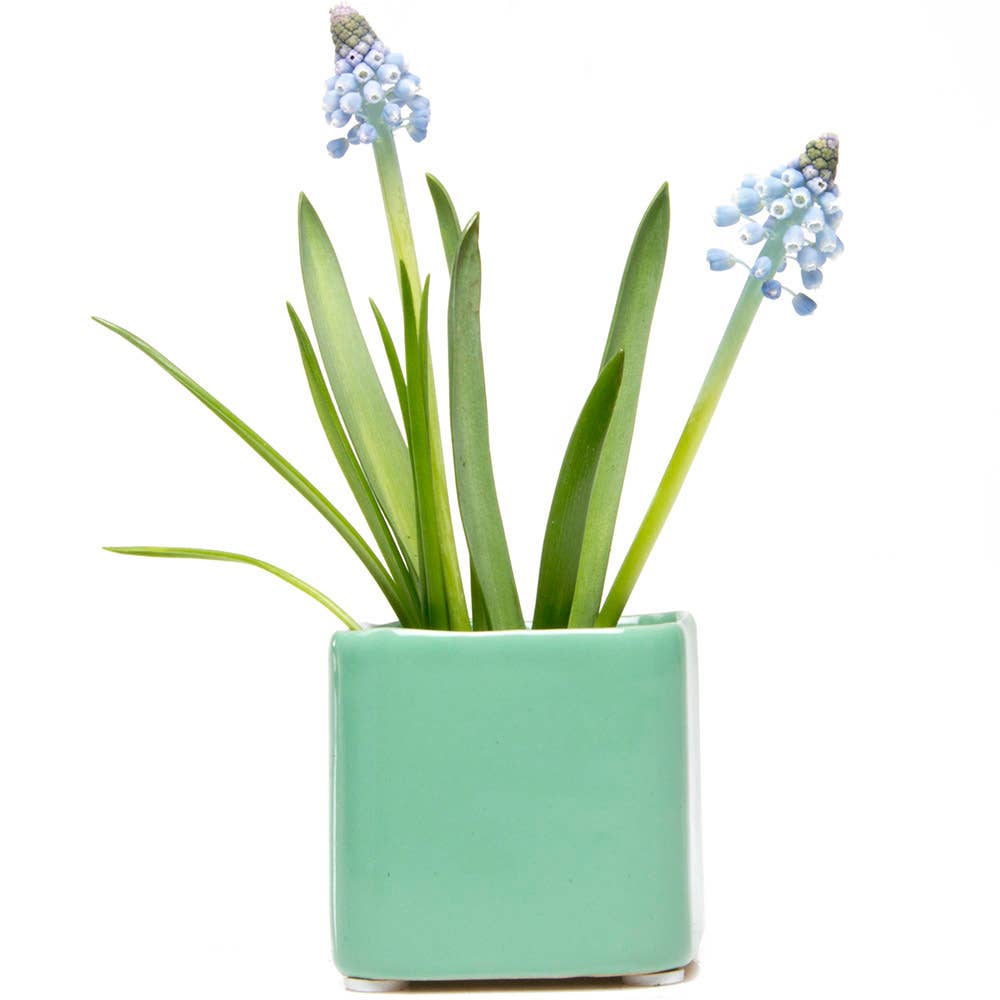 Chive - Wholesale Plant Pot - Svek Succulent Planter For Succulents And Floral Frogs0