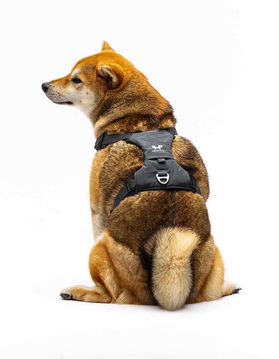 United Pets - Vente Laisse – chien - Harnais rembourré doux pour chien5