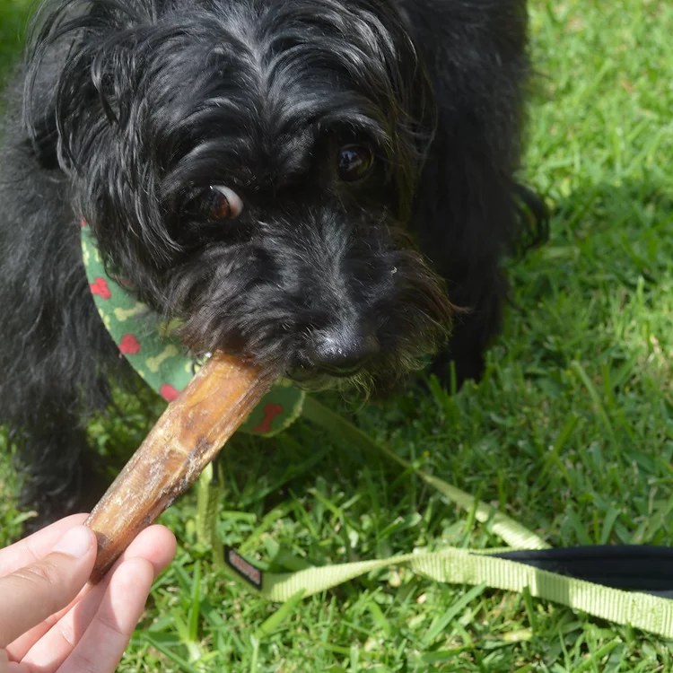 QT Dog, LLC - Wholesale Pet Treats - Dog - 12" Premium Bully Stickz - 2 pcs (Case Pack 12)5