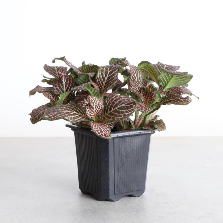 Thorsen's Greenhouse - Wholesale Live Plant - Pink Fittonia Nerve Plant - Live Plant5