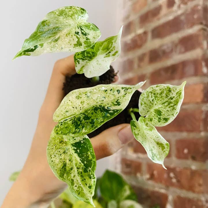 PlantTheStudio - Wholesale Live Plant - Alocasia Dragonscale Mint0