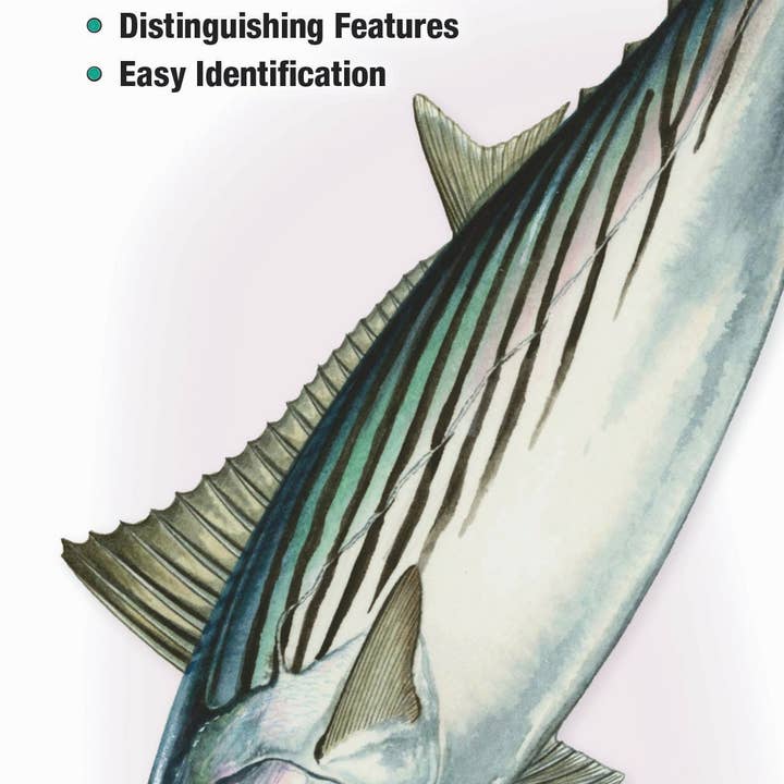 Quick Reference Publishing, Inc – Großhandel Natur & Outdoor – Salzwasserfische aus NC, SC und Georgia