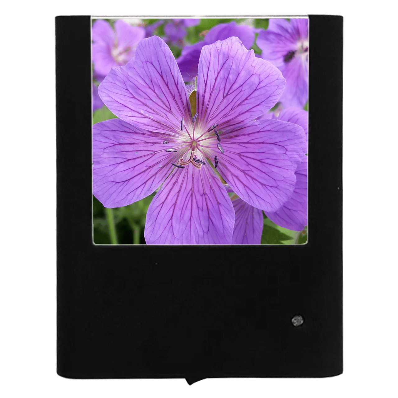 Nightlight Studio - Wholesale Night Light - Cranesbill0
