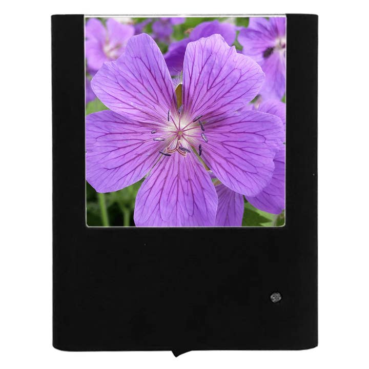 Cranesbill per la vendita all'ingrosso da parte di Nightlight Studio