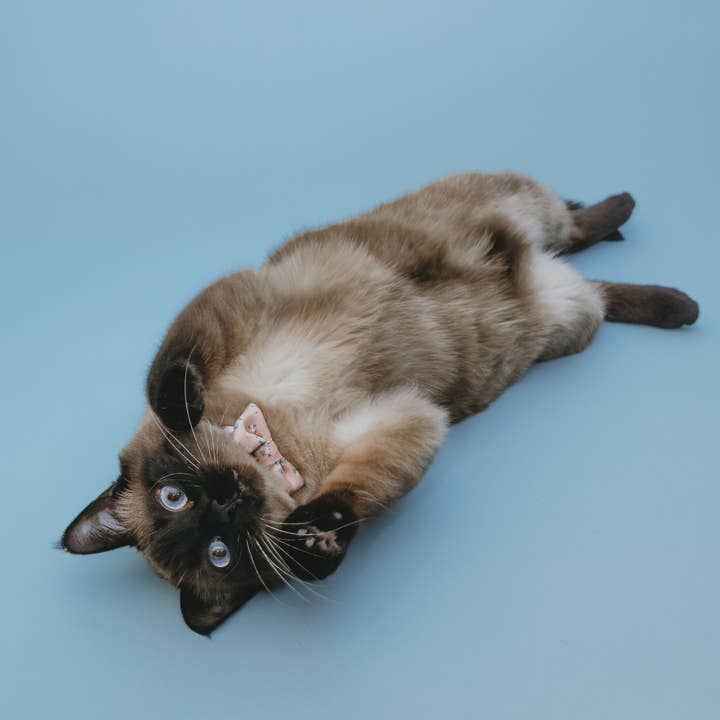 Bowtie Meadow for wholesale by Bloire