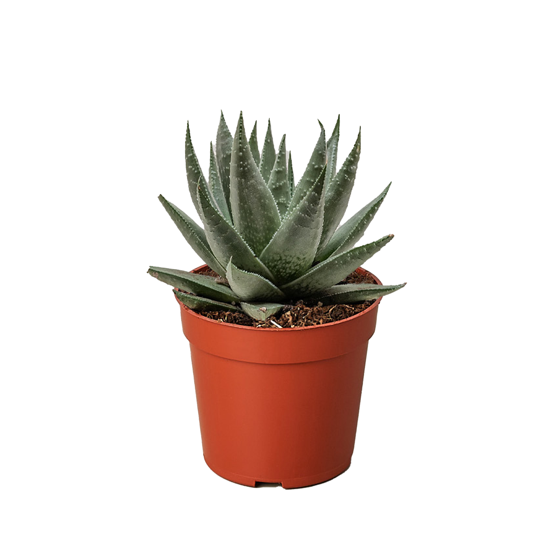 House Plant Wholesale - Wholesale Live Plant - Succulent Haworthia Savanna - 4" Pot0