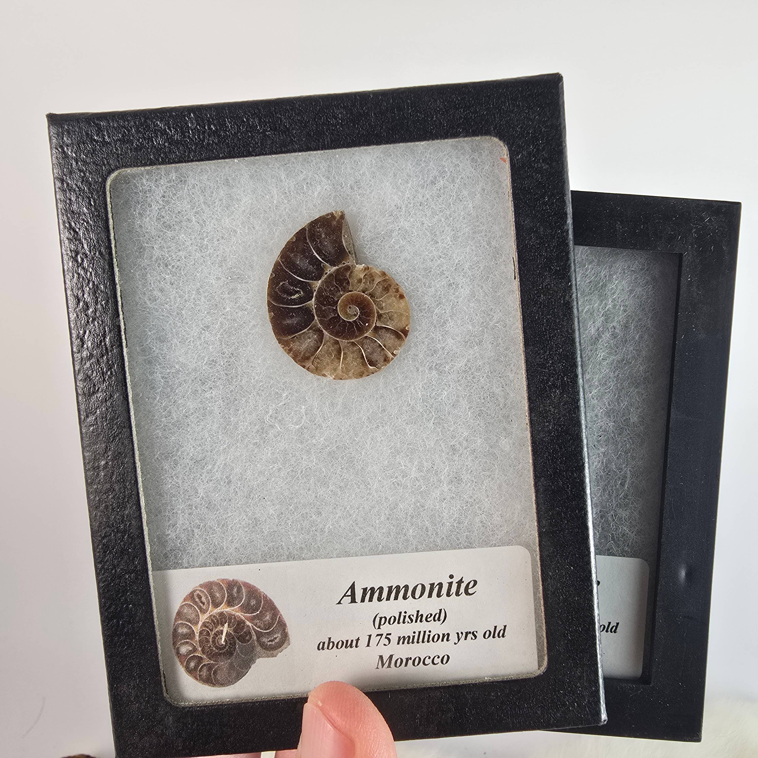 Aquamarine Daydream Wholesale - Wholesale Spiritual Stone/Crystal - Ammonite Riker Box ~ Fossil Specimen ~ Crystals & Minerals1