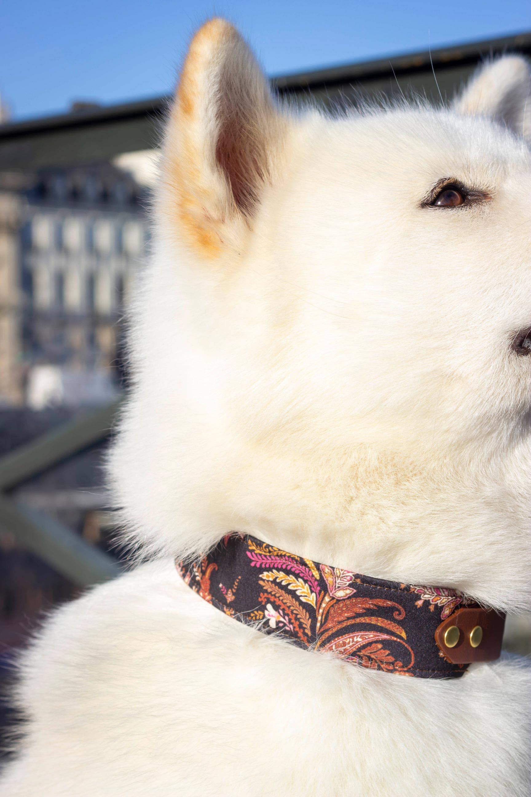 Atelier Markiz - Wholesale Pet Collar - Dog - Kashmir Necklace2