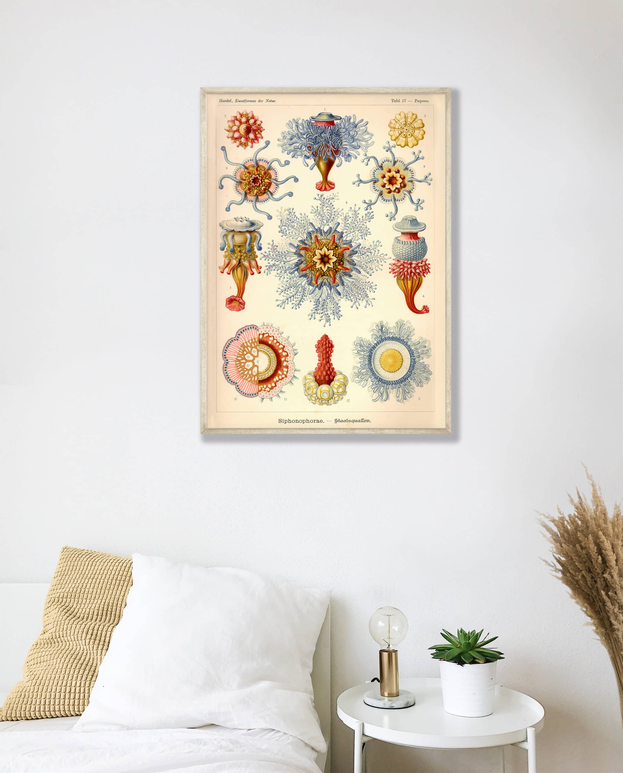 Esque - Vente Poster - Affiche Ernst Haeckel - Siphonophore1