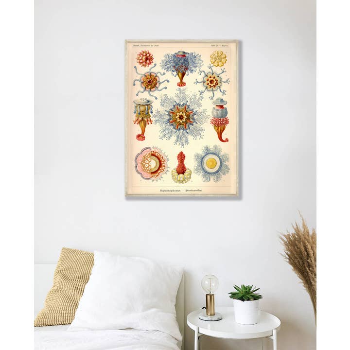 Esque - Vente Poster - Affiche Ernst Haeckel - Siphonophore1