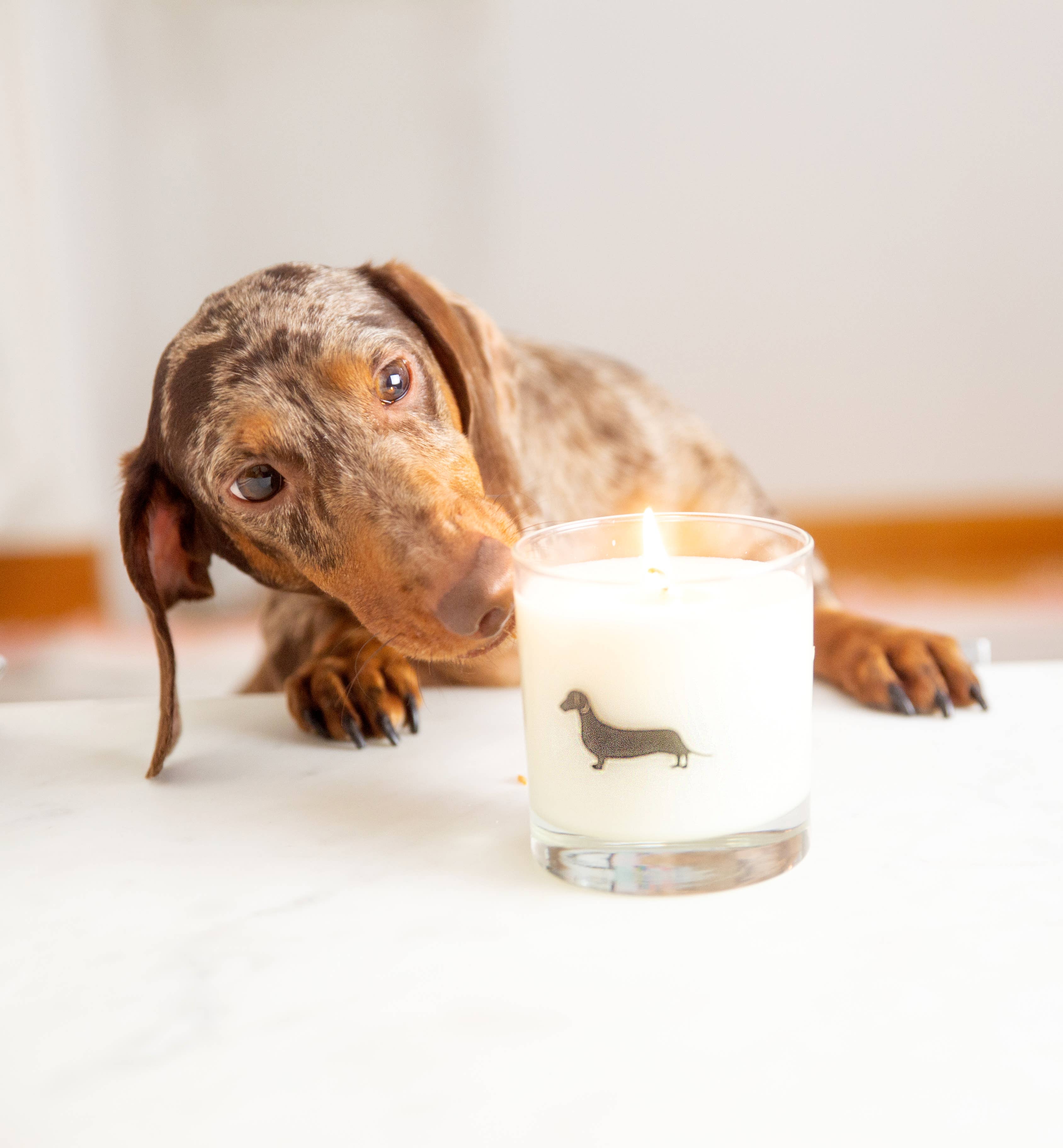 Scripted Fragrance – wholesale Burkljus – Dachshund Hundras Sojaljus - LÄS PRODUKTNOTER4