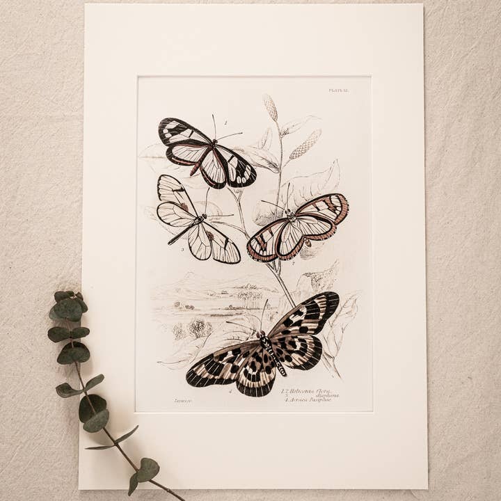 Coultura - Wholesale Gallery Wall Set - Framed Set of Six Vintage Butterfly Art Prints (Classic Teak Frame Collection)13
