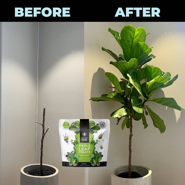 Bless Your Soil - Wholesale Fertilizer - Fiddle Leaf Treats®8