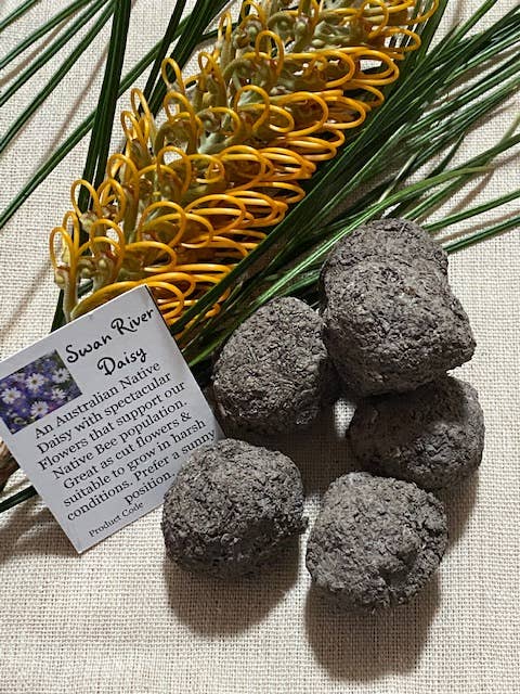 Aussie Seed Bombs - Wholesale Plant Seeds - Native Blue & White Swan River Daisies 6 pc1