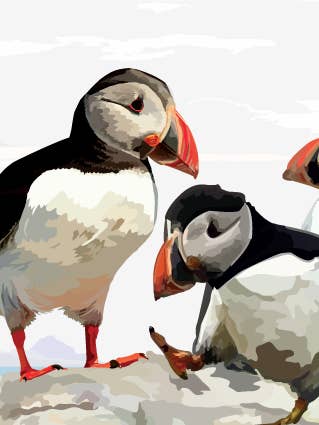 444C Puffins/Sociedad Periódica/Tarjeta de felicitación para venta al por mayor de Periodic Society