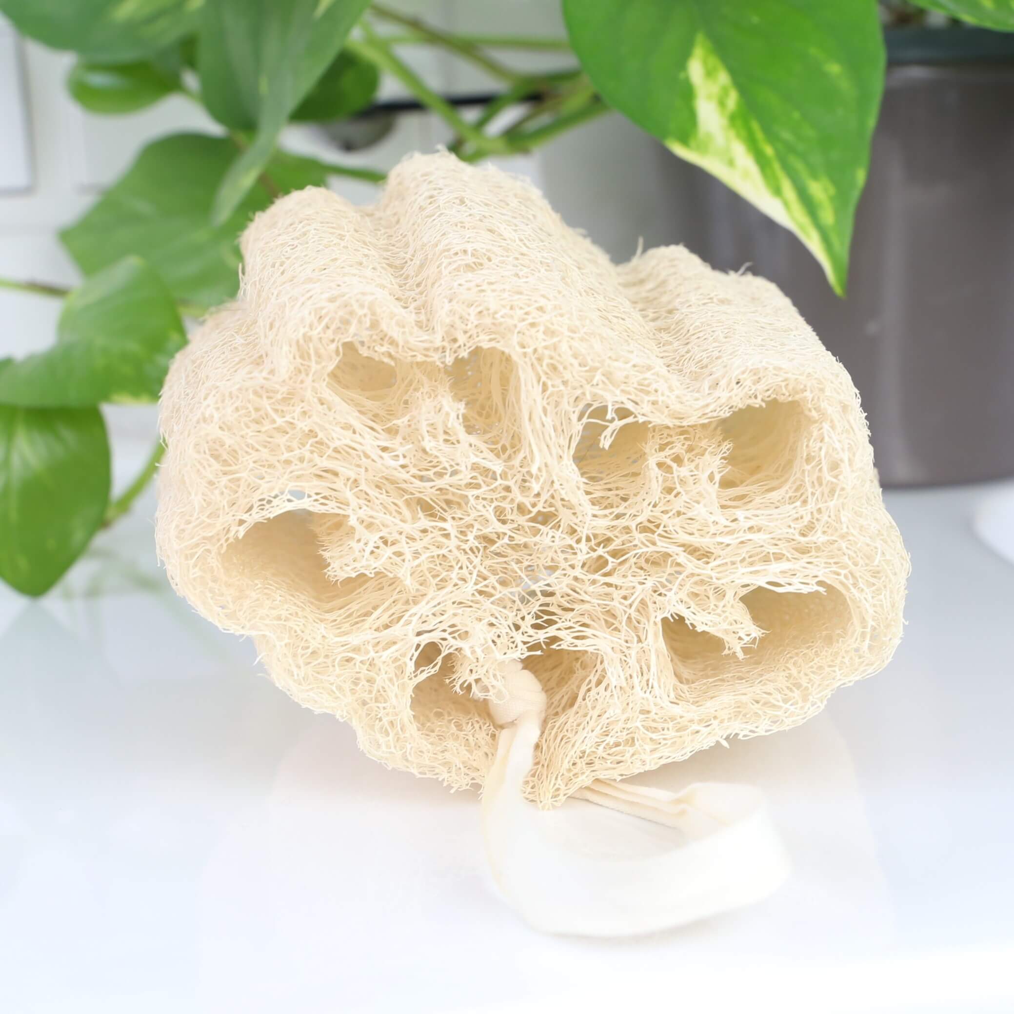 Beewise - Wholesale Loofah - Loofah Body Sponge | Biodegradable  | Soft Egyptian Plant1
