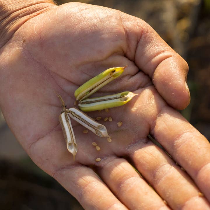 RITROVO - Wholesale Seeds/Kernels - Gambuzza Organic Sesame Seeds2