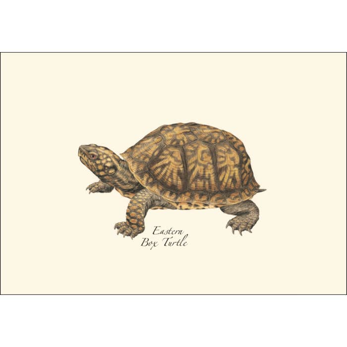 Earth Sky + Water - Wholesale Stationery/Notecard Set - Freshwater Turtle Assortment