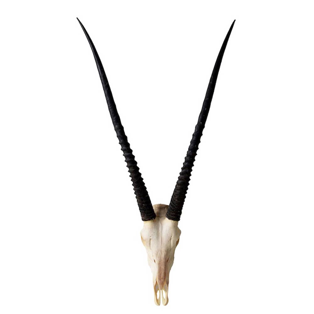 OUTPOST ORIGINAL - Wholesale Wall Accent - African Gemsbok Horn - Full Skull3